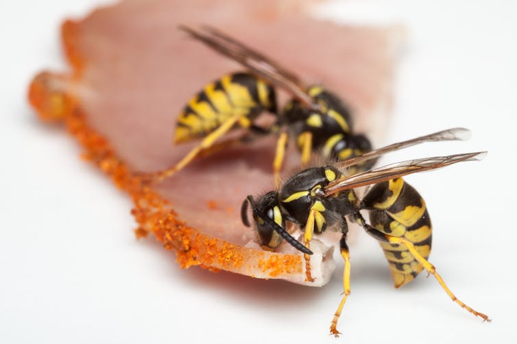 Two wasps carving up ham slice
