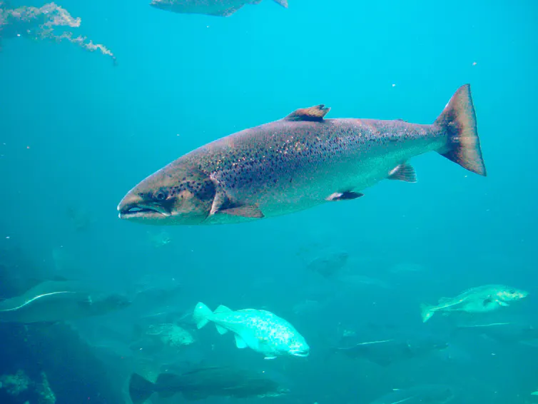 Un pez de color plateado con pequeñas manchas negras en primer plano en aguas azules y otros peces de fondo