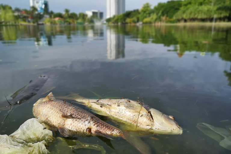 dead fish floating on water water, buildings and riverbank in far distance