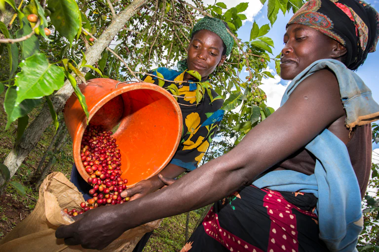 Two women harvesting coffee beans in a bucket