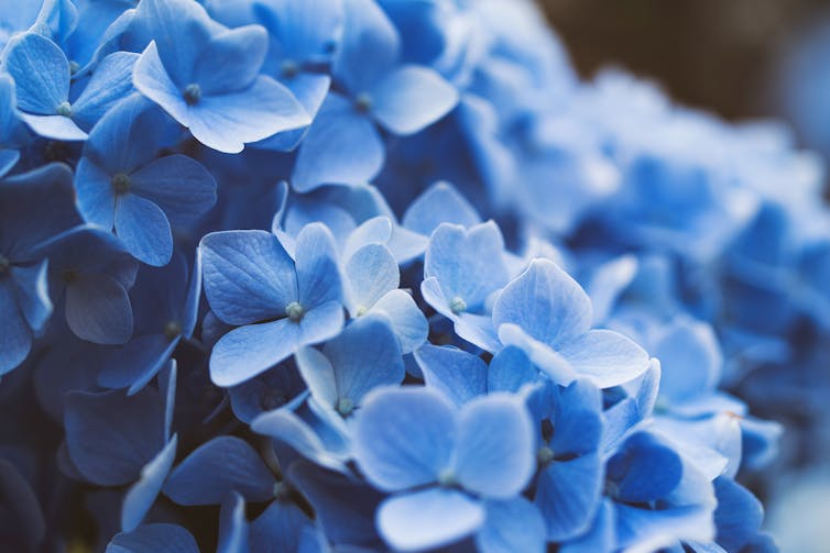 Close up of blue hydrangea