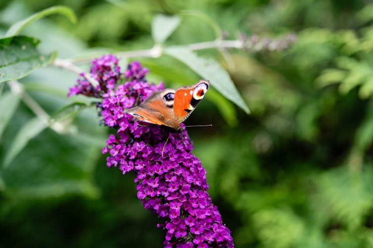 Peacock butterfly on purple buddleja.
