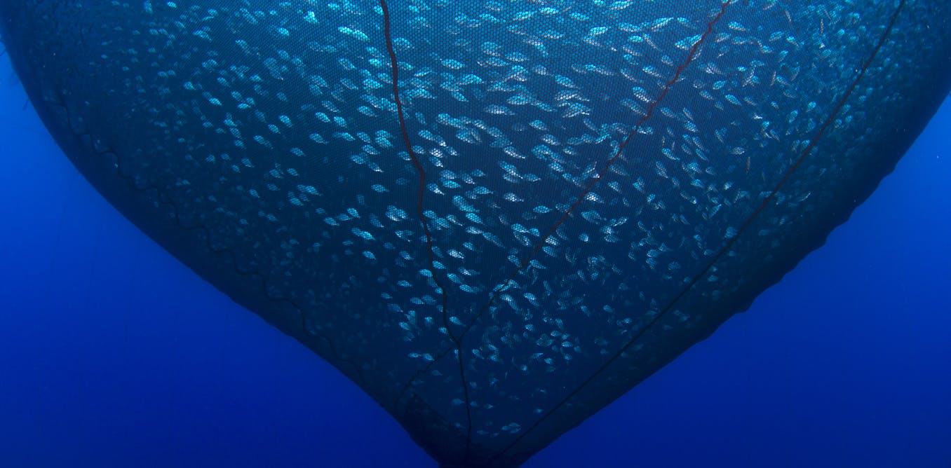 El sufrimiento mudo e invisible de los peces