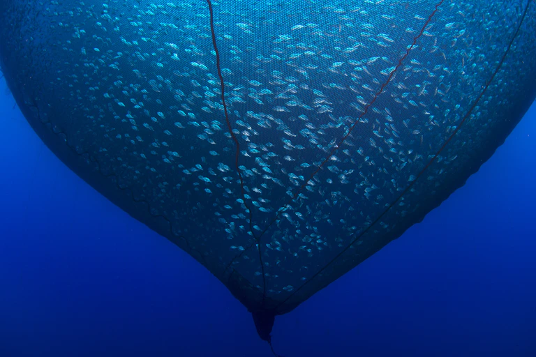 Peces atrapados en una red gigantesca