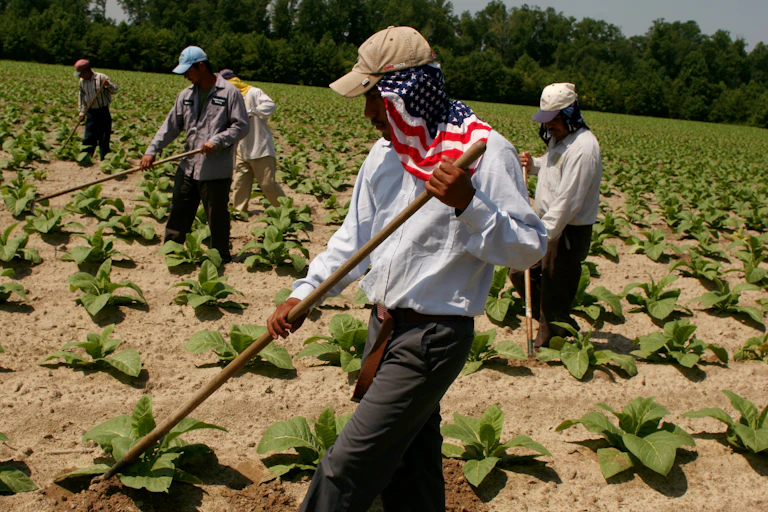 Farmworkers work in a field, and one has an American flag scarf protecting his neck from sunburn.
