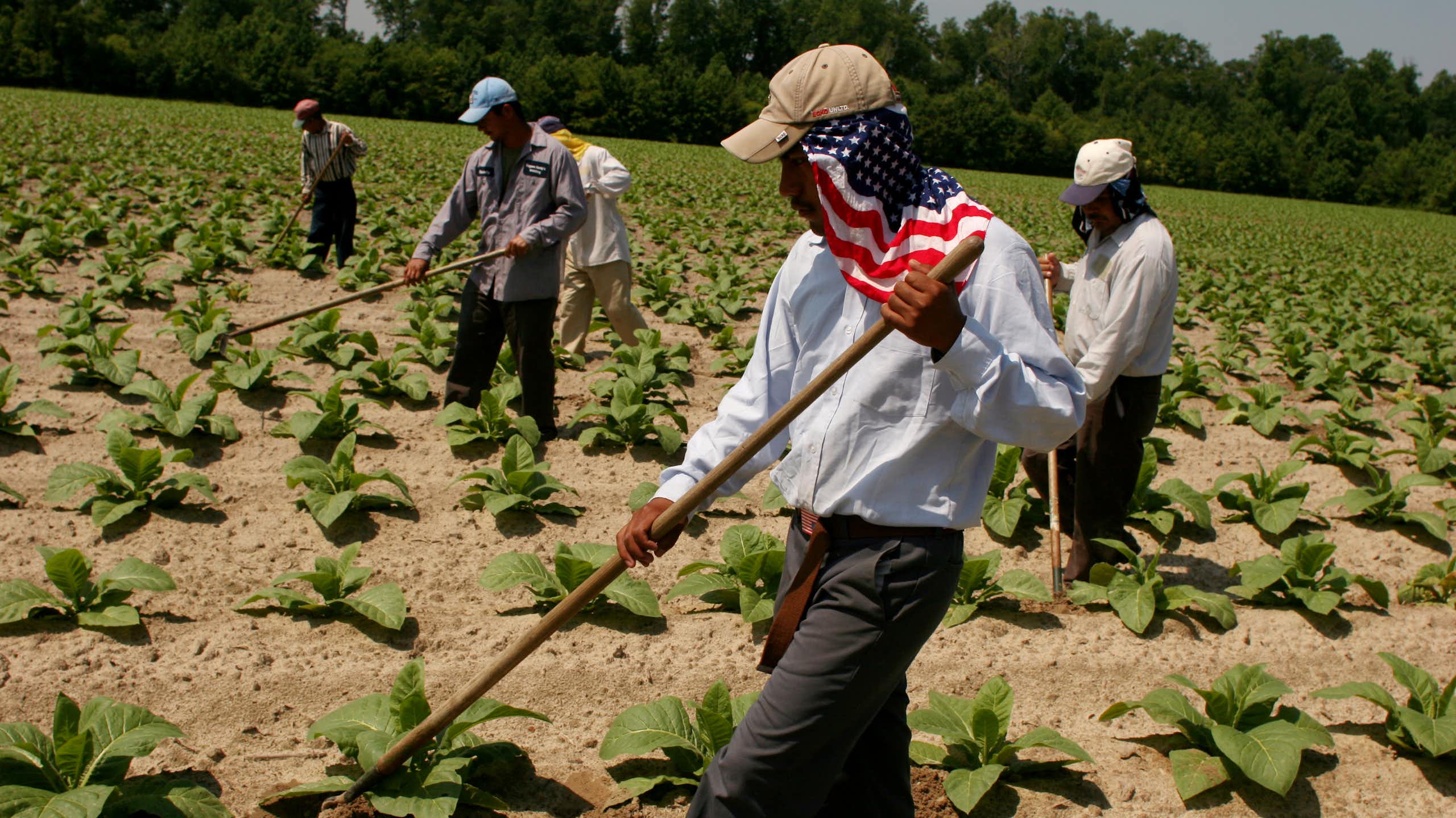 Farmworkers work in a field, and one has an American flag scarf protecting his neck from sunburn.