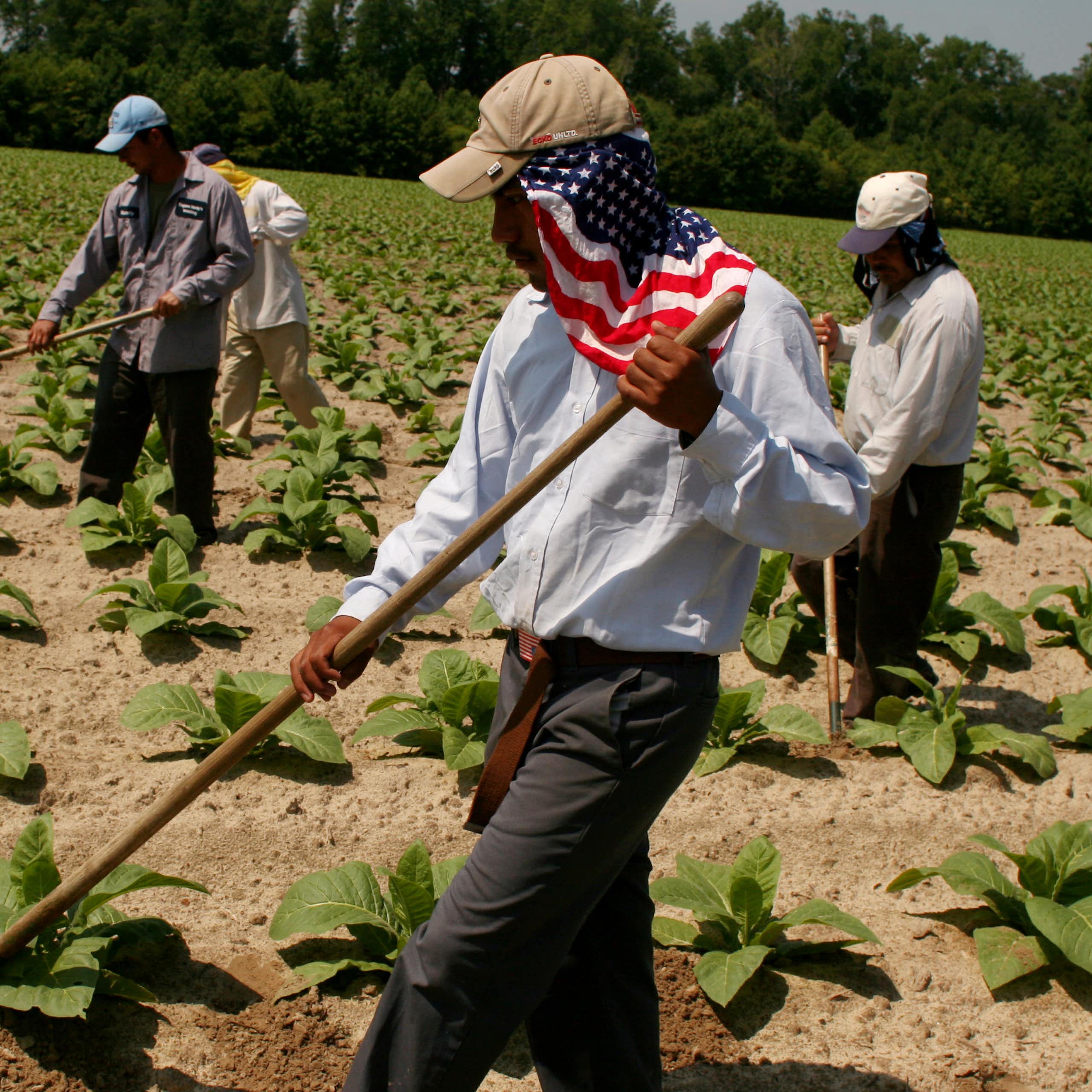 Farmworkers work in a field, and one has an American flag scarf protecting his neck from sunburn.