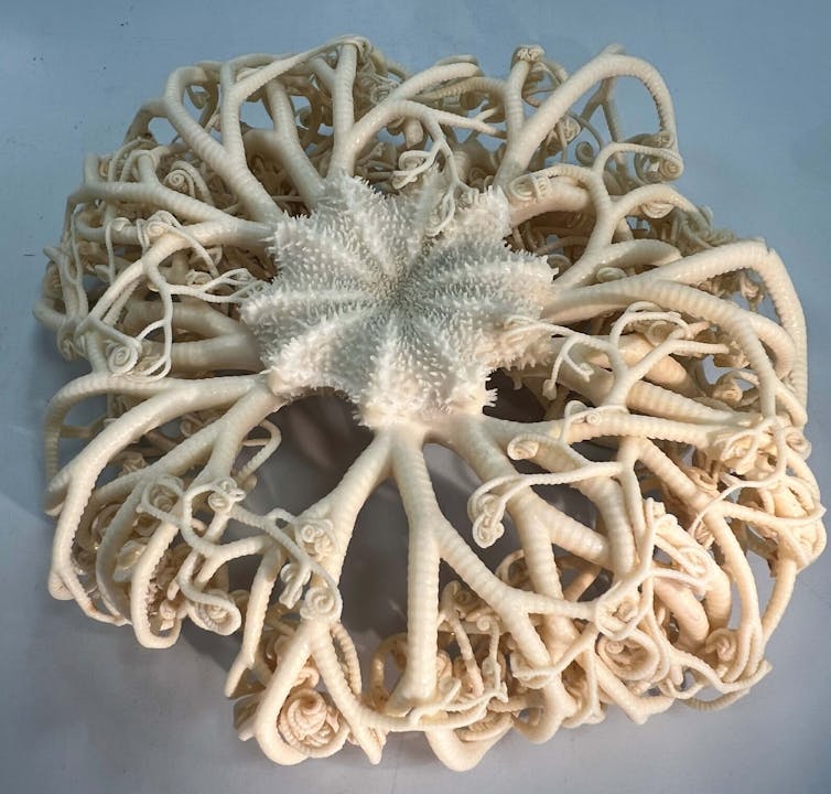 Photo of a bleached white tentacular creature.