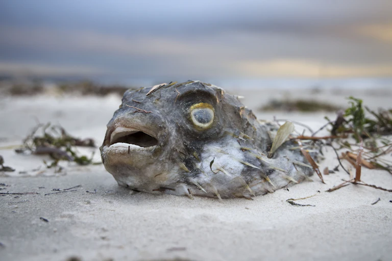 A dead fish with an open mouth on the sand at West Beach, South Australia's algal bloom crisis, Adelaide, Monday, July 21, 2025