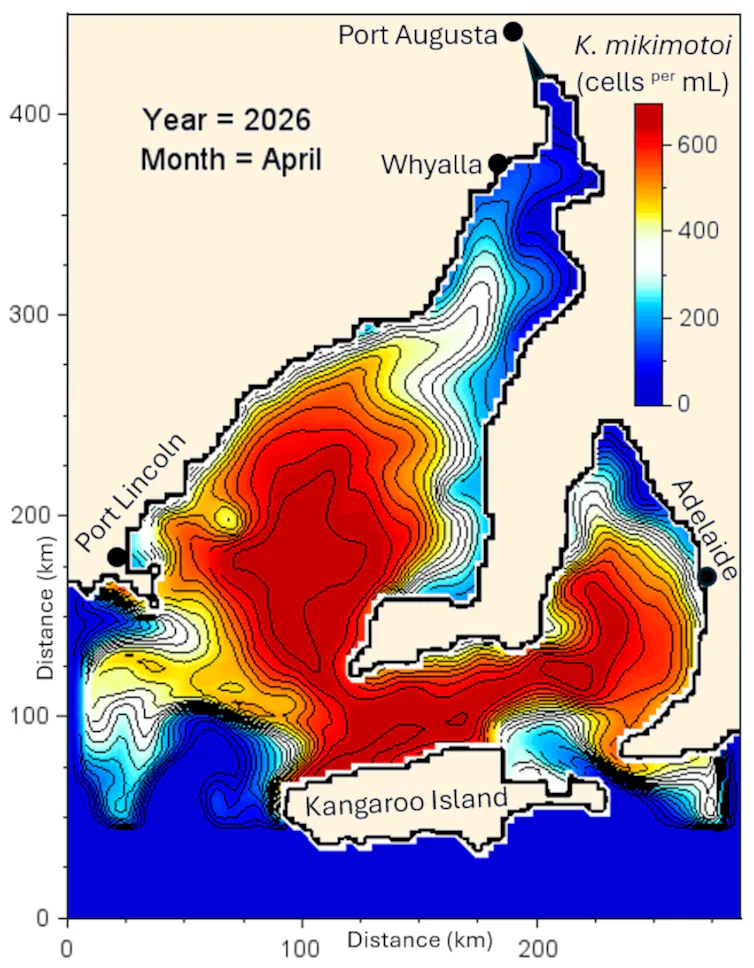 A map of South Australian showing worst-case scenario predictions from the model for April 2026, with high concentrations of harmful algae in both gulfs.