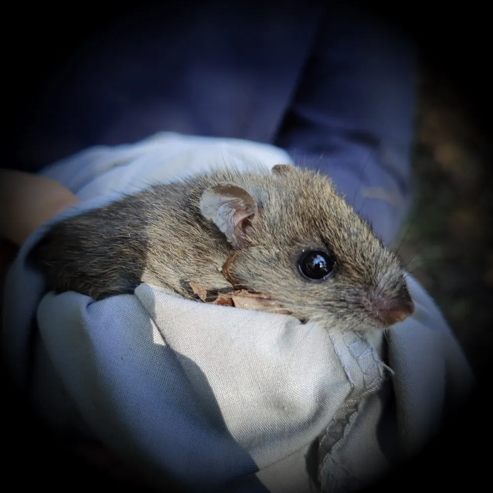 Introduced Rats Australia’s rat uprising: footage provides first evidence of native ...