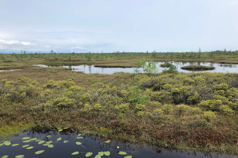 ponds and green foliage in a wetland area