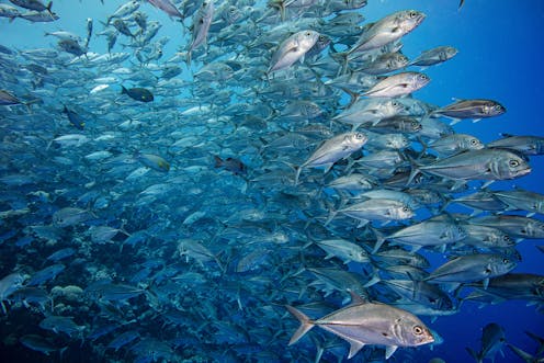We tracked illegal fishing in marine protected areas – satellites and AI show most bans are respected, and could help enforce future ones