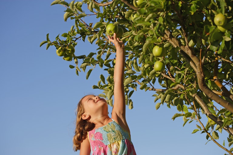 Girl picks an apple