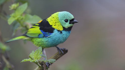 Birds use hidden black and white feathers to make themselves more colourful