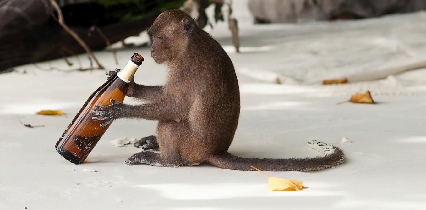 La supuesta ventaja evolutiva de consumir alcohol