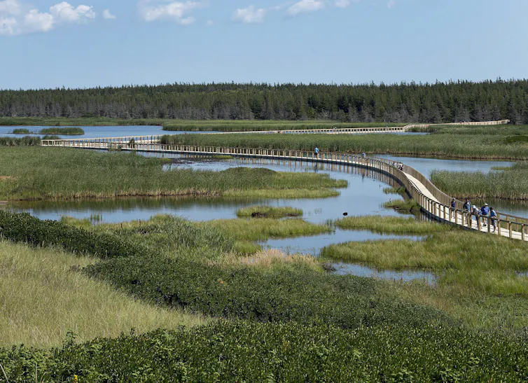 a wooden footpath snakes along a wetland are with green foliage and ponds