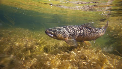 Si përshtaten peshqit e ujërave të ftohta si salmoni dhe trofta ndaj ndryshimeve klimatike