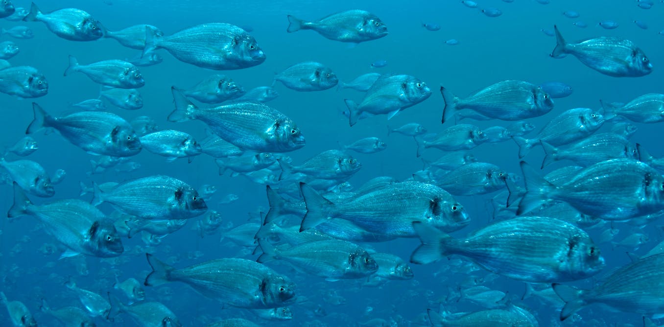 Los peces van al gimnasio: cómo mejorar el bienestar y la calidad de las especies de acuicultura