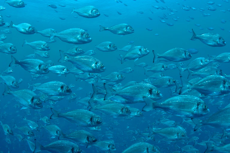 Grupo numeroso de peces nadando