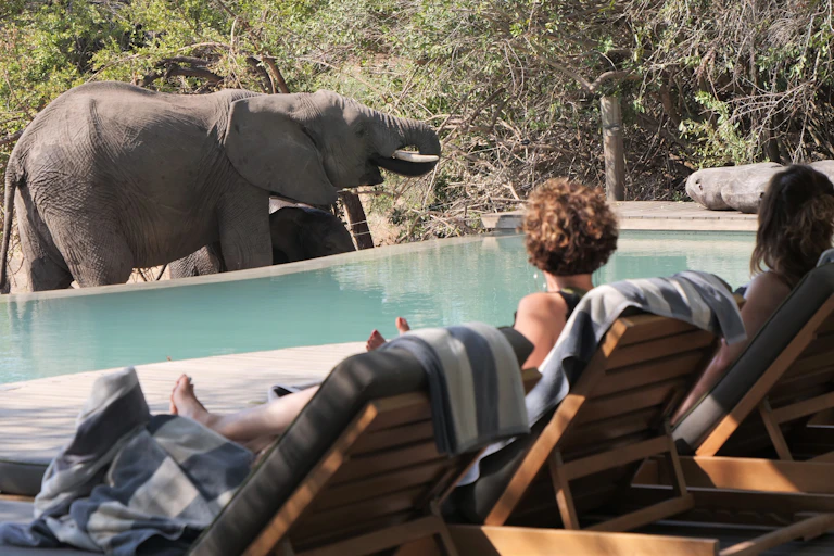 Two tourists lie on sunloungers next to a pool. On the other side of the pool, elephants are eating from a tree.