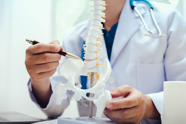 A person in a white lab coat pointing to discs on a model of a spine.