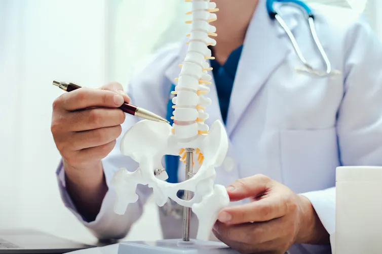 A person in a white lab coat pointing to discs on a model of a spine.