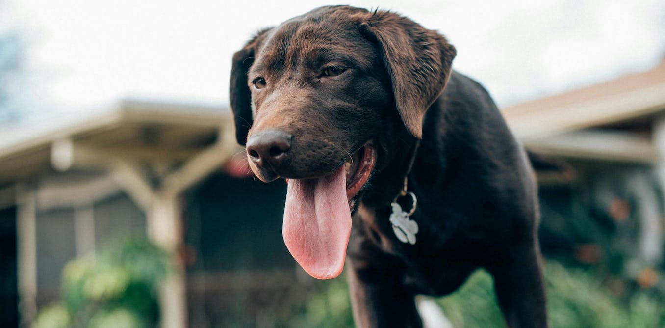 Cómo sobreviven los perros al calor extremo del verano