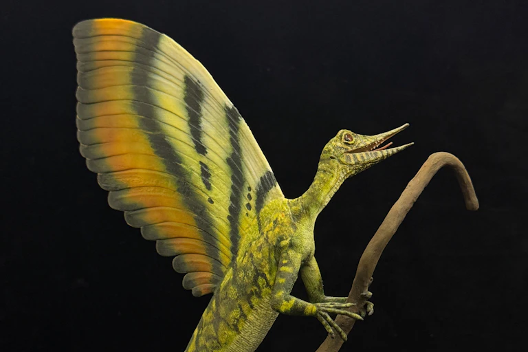 mirasaura