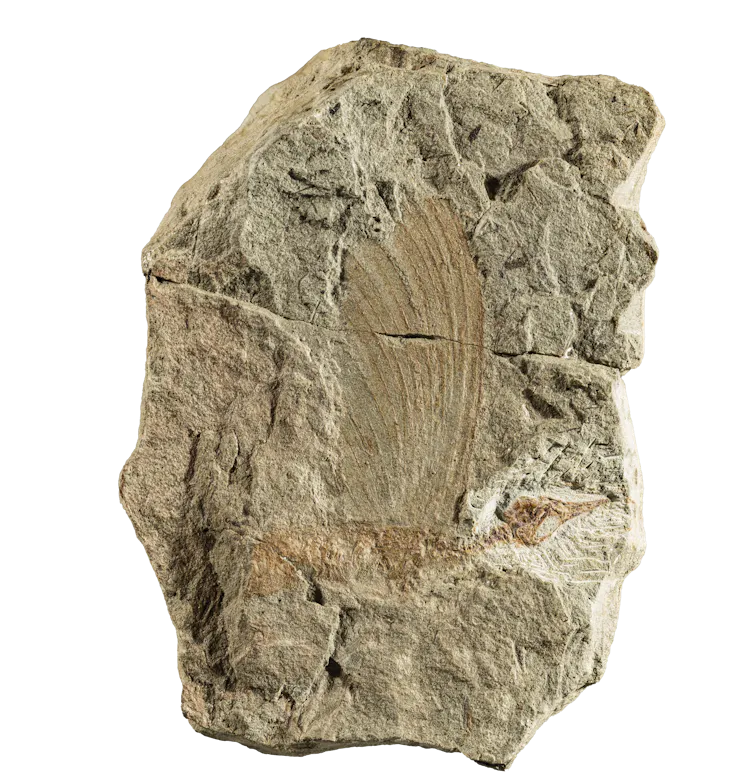 A complete fossils specimen of Mirasaura