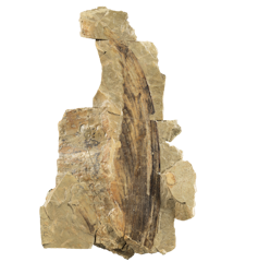 Large isolated crest of Mirasaura