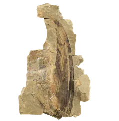 Large isolated crest of Mirasaura