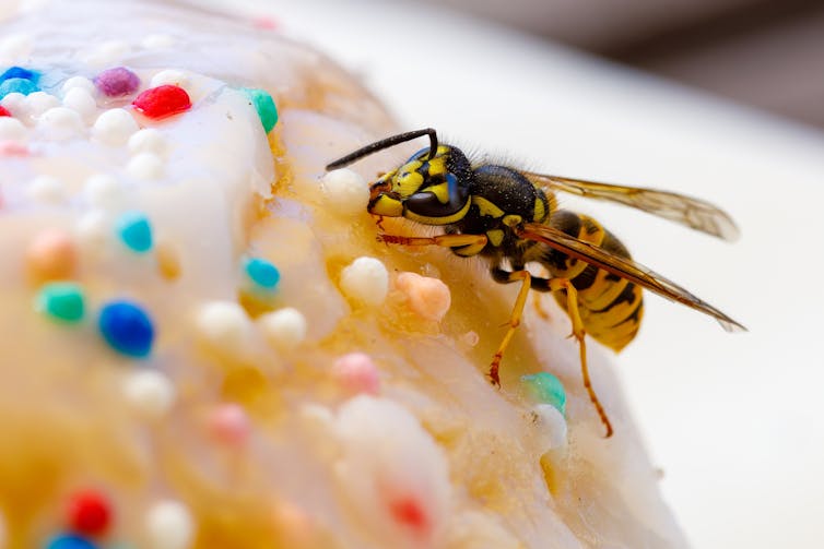 Wasp on cake with icing and sprinkles.