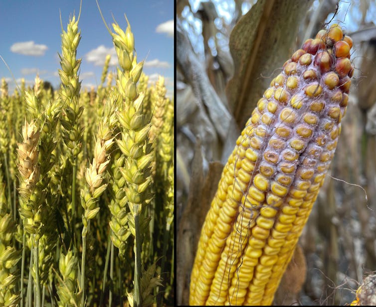 Photos of wheat and corn with infections