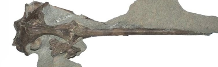 Kockat fosile të një skulli pingvini janë të integruara në shkëmb