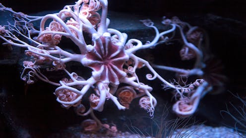 Five arms, no heart and a global family: what DNA revealed about the weird deep-sea world of brittle stars