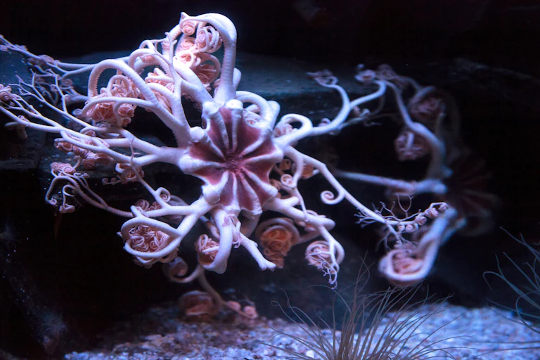 A white and pink tentacular creature under water.