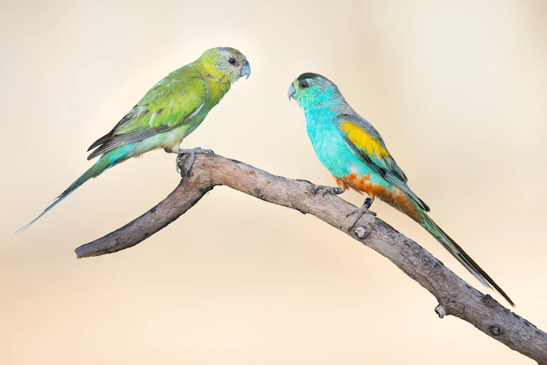 two coloured parrots facing each other on a. branch