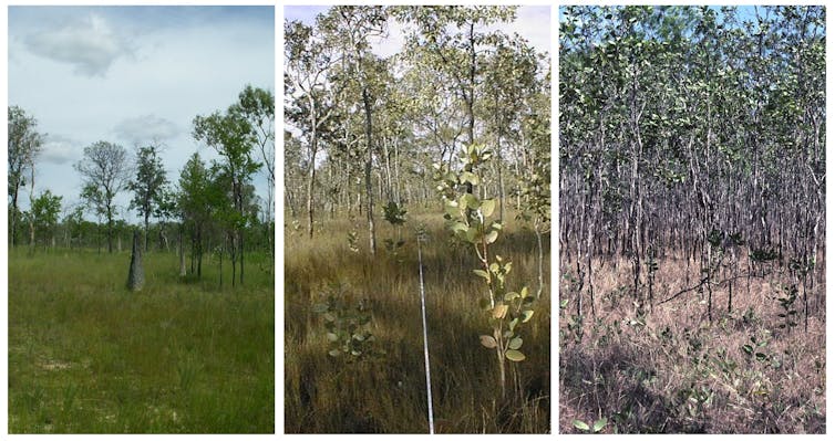 A three-part image showing an open grassy area on the left and wooded areas in the centre and right