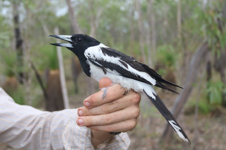 A black and white bird on a person's arm