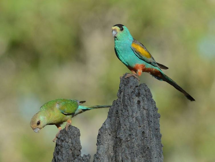 two bright parrots on a termite mound
