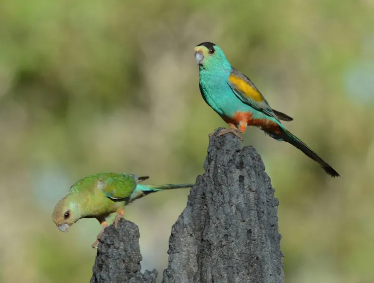 two bright parrots on a termite mound