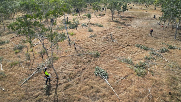 aerial view of workers cutting down trees