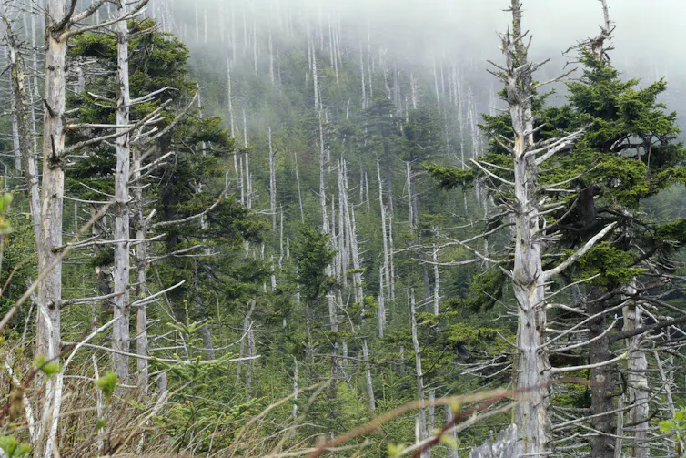 Acid rain damaged this forest on Mt. Mitchell in western North Carolina.