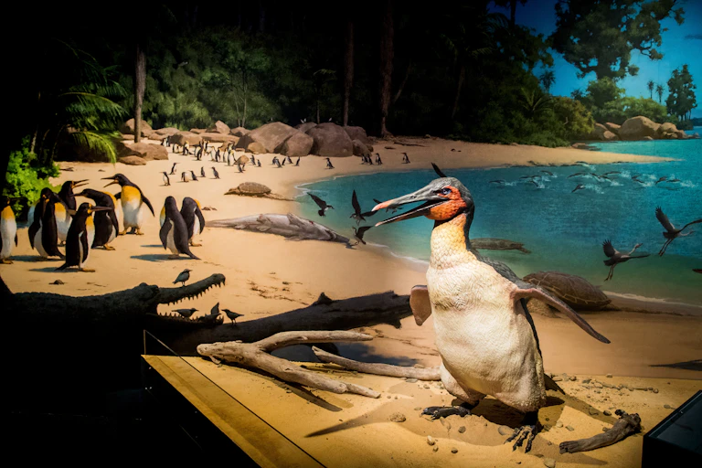 A museum diorama depicting a North Canterbury beach 62 million years ago
