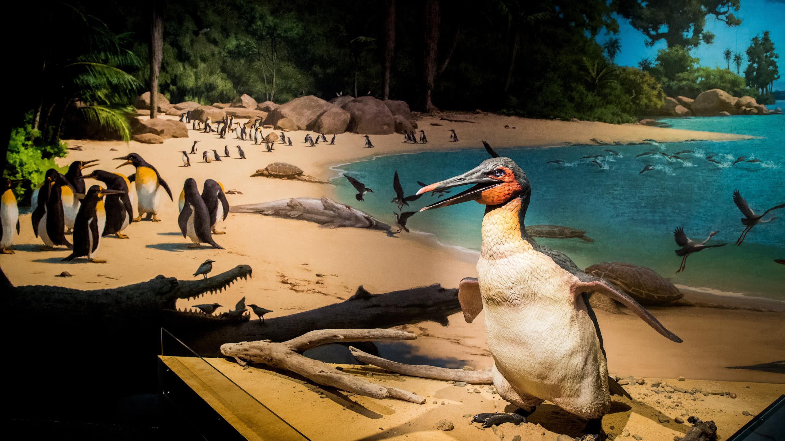 A museum diorama depicting a North Canterbury beach 62 million years ago