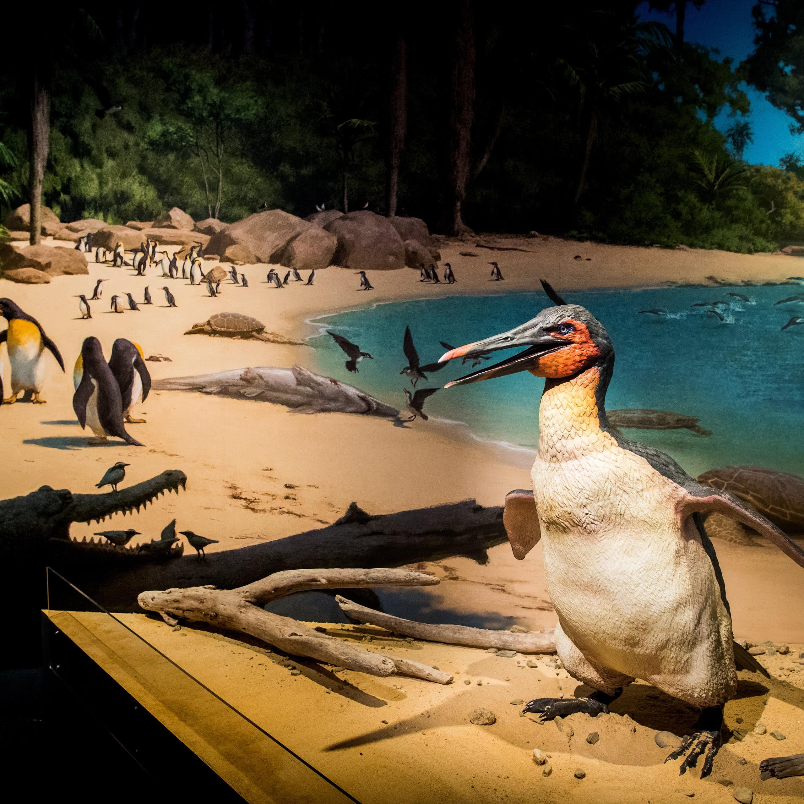 A museum diorama depicting a North Canterbury beach 62 million years ago