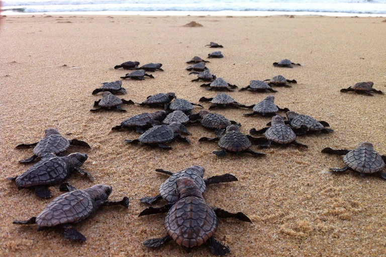 Small turtles head towards the sea across a sandy beach