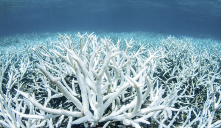 white coral underwater