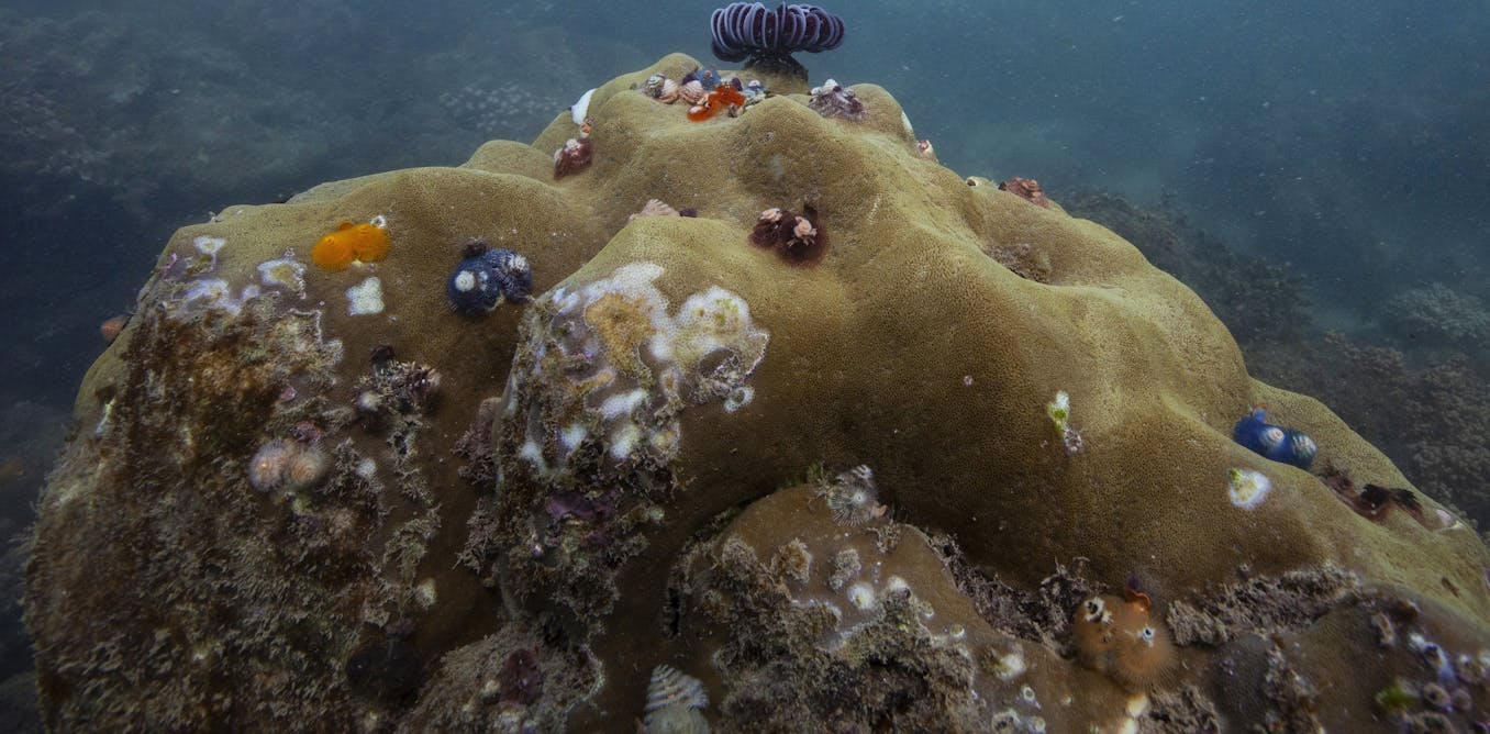 To protect coral reefs, we must also protect the people who depend on them